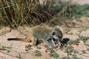 Images Dated 9th November 2009: Suricate / Meerkat - eating Gecko given by nursemaid Kalahari Desert, Africa