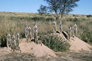 Suricates Prints: Suricate / Meerkat - family, sunbathing in first light Kalahari, Africa