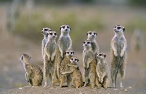 SURICATE / Meerkat - Family with young on lookout