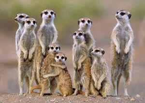 Baby Gallery: Suricate / Meerkat - family with young on the lookout