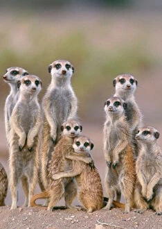 Families Collection: Suricate / Meerkat - family with young on the lookout at the edge of its burrow