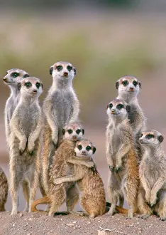 Suricates Prints: Suricate / Meerkat - family with young on the lookout at the edge of its burrow