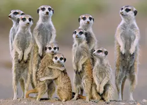Suricates Prints: Suricate / Meerkat - family with young on the lookout at the edge of its burrow