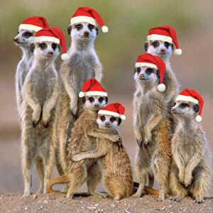 Meerkats Collection: Suricate / Meerkat - family with young wearing Christmas hats. Digital Manipulation: Hats JD