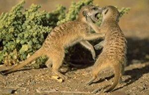SURICATE / Meerkat - Fighting young