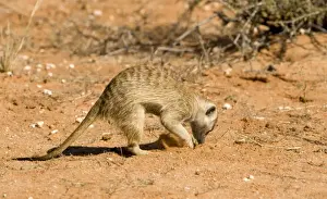 Suricates Prints: Suricate-Meerkat-foraging for food Kalahari Desert-Kgalagadi National Park-South Africa