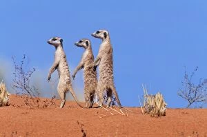Meerkats Collection: Suricate / Meerkat Group on the look-out. Kgalagadi Transfrontier Park, South Africa