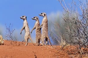 Images Dated 4th November 2004: Suricate / Meerkat Group on the look-out. Kgalagadi Transfrontier Park, South Africa