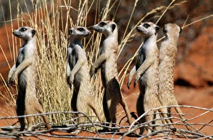 South Africa Collection: Suricate / Meerkat Group on the lookout, Kgalagadi Transfrontier Park, South Africa