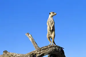 Sentry Prints: Suricate / Meerkat - guard on look-out - Kalahari - Southern Africa