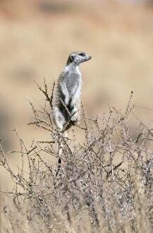 Suricate / Meerkat - guard on the lookout from a thornbush