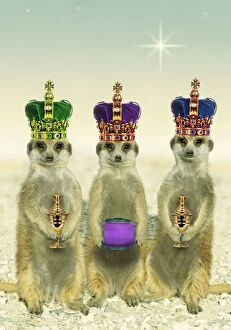 Suricate / Meerkat - three Kings wearing crowns