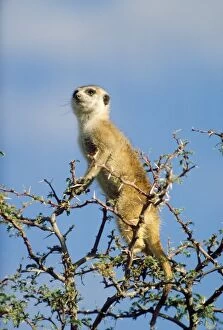 Suricate / Meerkat - in look-out in tree, sentry