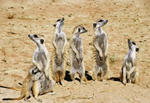 Families Collection: Suricate / Meerkat On the lookout