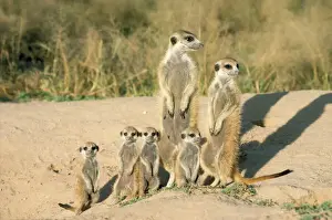 Suricates Prints: Suricate / Meerkat - mother & nursemaid with baby kittens Kalahari Desert, Africa