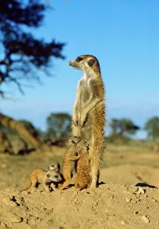 Meerkats Collection: Suricate / Meerkat - nursemaid with young Kalahari Desert, Africa