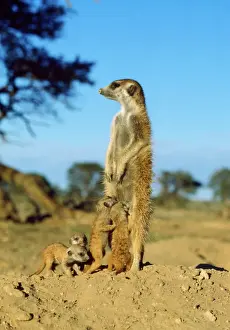 Suricates Prints: Suricate / Meerkat - nursemaid with young Kalahari Desert, Africa