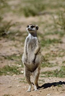 Meerkats Collection: Suricate / Meerkat - pregnant female on hind legs Kalahari Desert, Africa