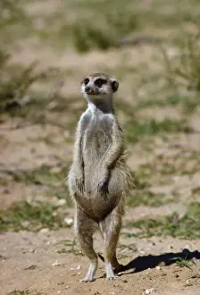 Suricates Prints: Suricate / Meerkat - pregnant female on hind legs Kalahari Desert, Africa