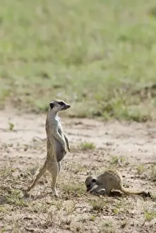Suricate / Meerkat sentinel with youngster digging. Occurs in South West Arid Zone and adjacent Southern savanna, Highveld and Karoo of South Africa. Kgalagadi Transfrontier Park, Northern Cape, South Africa