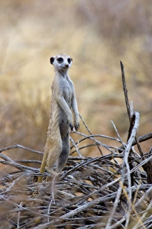 Suricate / Meerkat - Sentry keeping watch for predators Suricate / Meerkat - Sentry keeping watch for predators