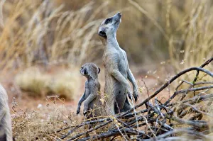 Suricate / Meerkat - Sentry keeping watch for predators with youngster close-by Suricate / Meerkat - Sentry keeping watch for predators with youngster close-by
