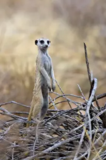 Suricate / Meerkat - Sentry keeping watch for predators. Preys mainly on arthropods, also reptiles obtained by digging. Inhabits open, arid country. Kgalagadi Trandfrontier Park, Northern Cape, South Africa