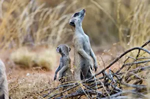 Suricates Prints: Suricate / Meerkat - Sentry keeping watch for predators with youngster close-by