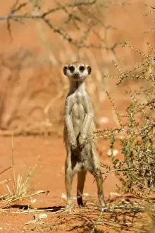 Suricates Prints: Suricate-Meerkat-Standing guard Kalahari Desert-Kgalagadi National Park-South Africa