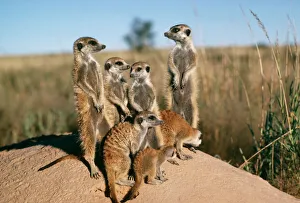 Temperature Control Collection: Suricate / Meerkat Sunbathe at sunrise