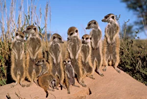 Family Collection: Suricate / Meerkat - Sunbathing in early morning - Kalahari