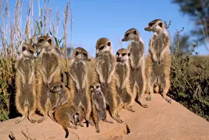 Suricates Prints: Suricate / Meerkat - Sunbathing in early morning - Kalahari