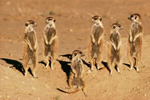 Deserts Collection: Suricate / Meerkat Sunning, Kalahari, South Africa