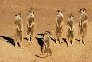 Suricates Prints: Suricate / Meerkat Sunning, Kalahari, South Africa