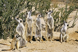 Meerkats Collection: Suricate / Meerkat Watch Raptor overhead, ready to dive into hole, Kalahari
