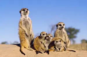 Sentry Prints: Suricate / Meerkat - with young - Kalahari - South Africa