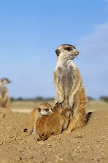 Suricate / Meerkat - young suckling Kalahari Desert, Africa