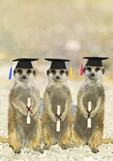 Images Dated 15th June 2021: Suricate / Meerkats on Graduation Day