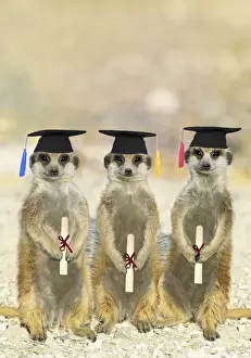 Suricates Prints: Suricate / Meerkats on Graduation Day
