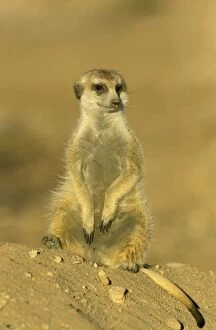 Burrows Gallery: Suricate - resting at the edge of the burrow