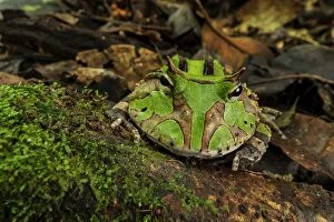 Frogs Gallery: Surinam Horned Frog / Amazonian Horned Frog, Amacayacu