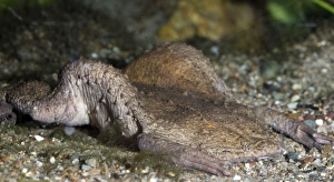 Images Dated 24th April 2007: Surinam Toad: freshwaters tropical South America