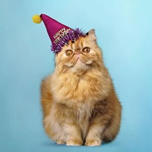 Surprised Red Persian Cat wearing a Happy Birthday party hat
