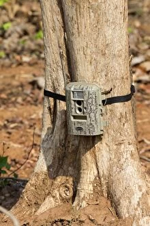 Surveillance Camera camera trap attached to a tree