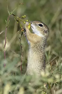 Suslik-Feeding on flowers National Park Neusiedlersee, Austria