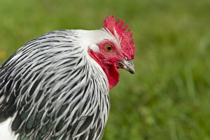 Chickens Collection: Sussex Chicken Domestic Chicken Breed Essex, UK BI021218