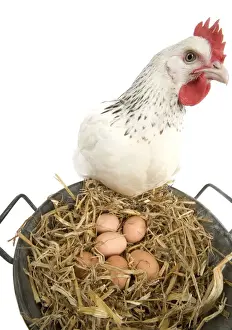 Eggs Prints: Sussex Chicken - looking at eggs in metal pail
