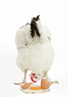 Funny Prints: Sussex Chicken - in studio looking at fried egg Digital Manipulation: removed bottom
