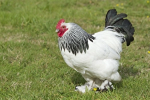 Chickens Collection: Sussex Domestic Chicken Breed Essex, UK BI021211