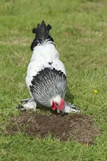 Free Range Prints: Sussex Domestic Chicken Breed Essex, UK BI021212
